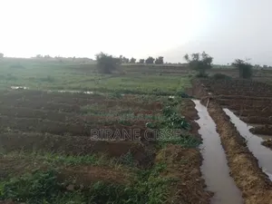 ​Terrain Agricole Fertile À Louer Ou Partenariat – Dagana