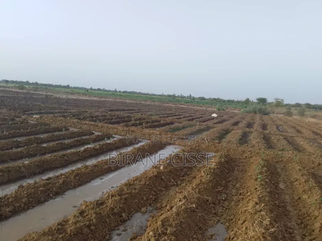 ​Terrain Agricole Fertile À Louer Ou Partenariat – Dagana