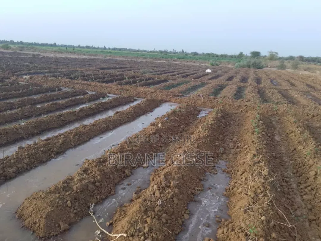 ​Terrain Agricole Fertile À Louer Ou Partenariat – Dagana