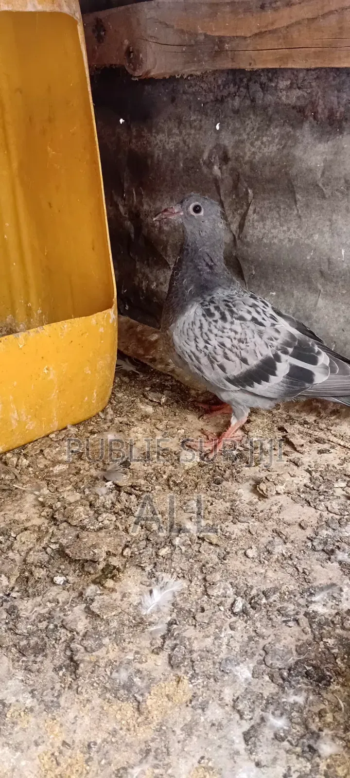 Pigeonniaux