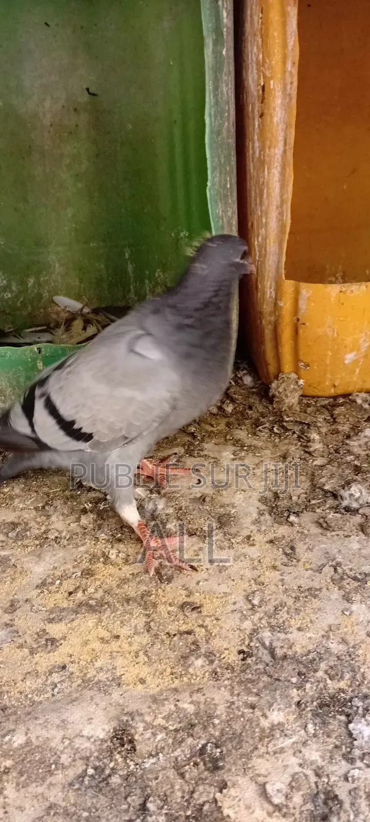 Pigeonniaux