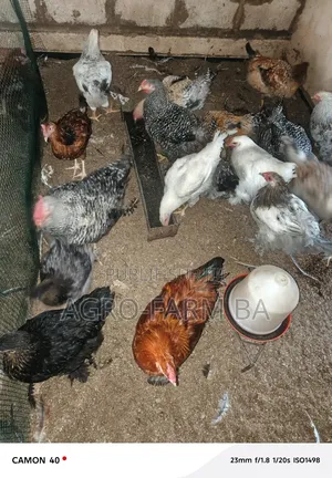 Ba-Agrofarm