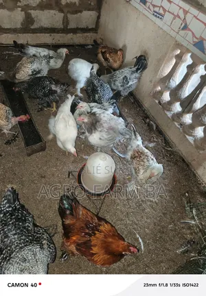 Ba-Agrofarm