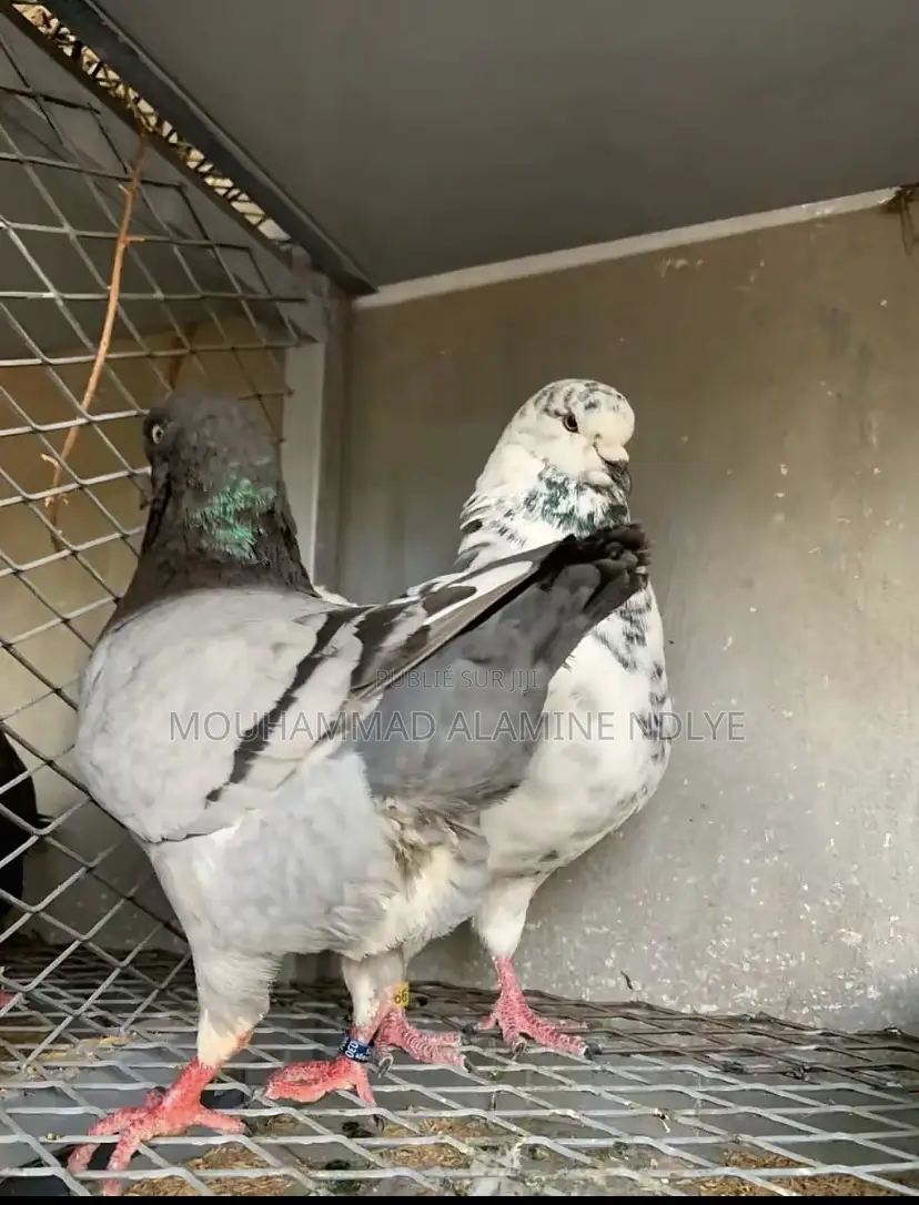 Pigeon King