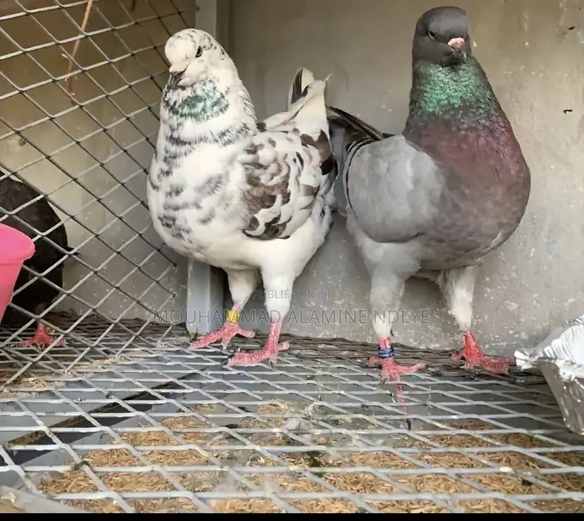 Pigeon King