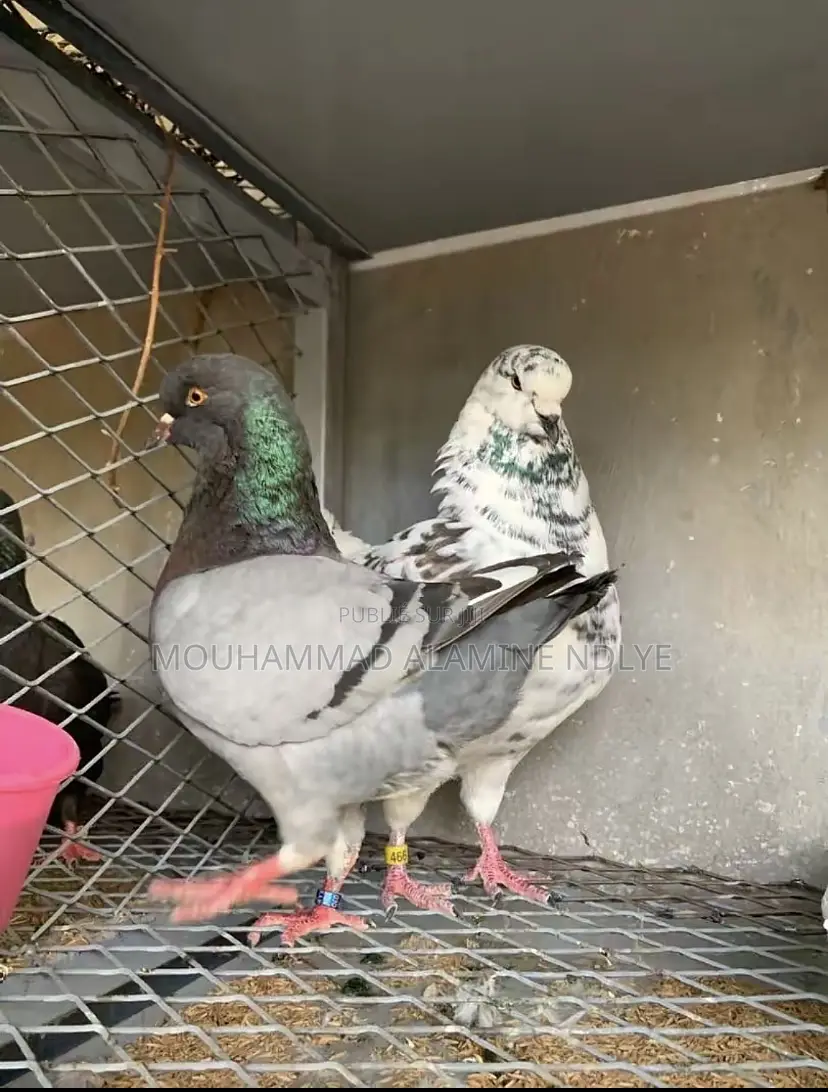 Pigeon King