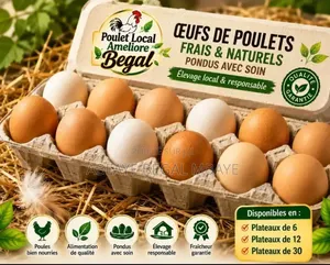 Poulet Local Amélioré -goliath