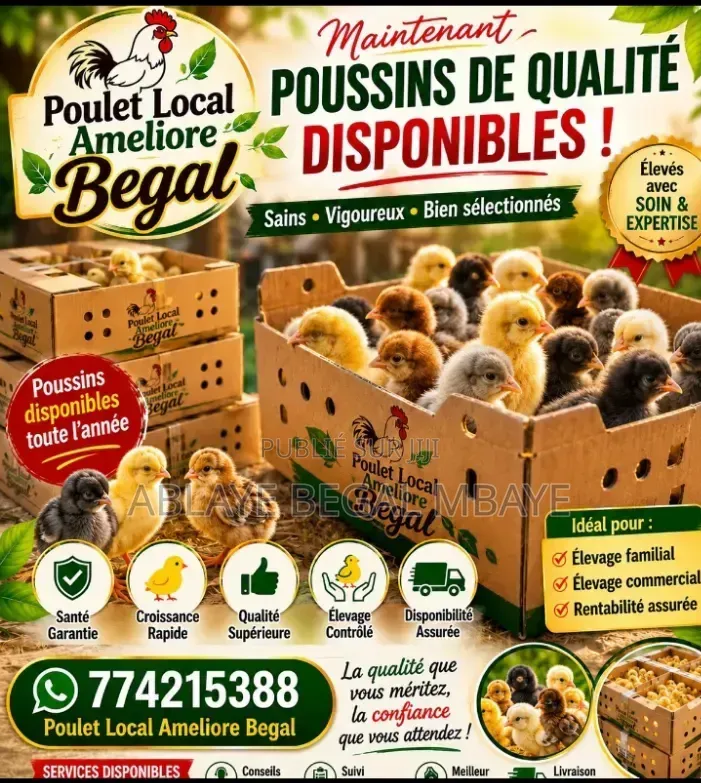 Poulet Local Amélioré -goliath