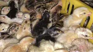 Poussins Caille D’Une Semaine