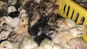 Poussins Caille D’Une Semaine