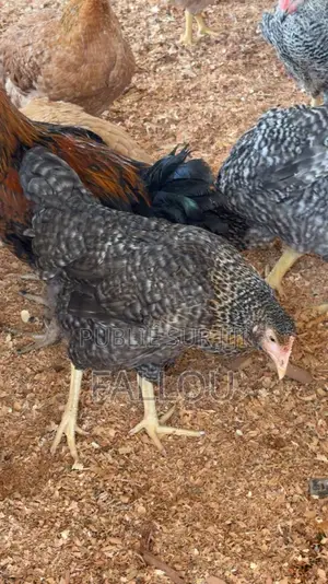 Oeufs De Goliaths
