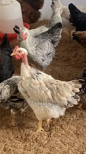 Oeufs De Goliaths
