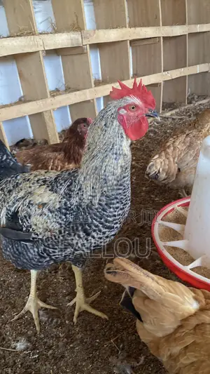 Oeufs De Goliaths