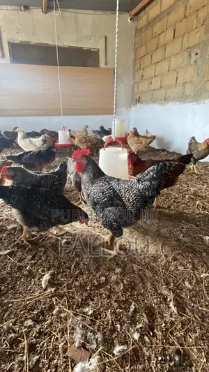 Oeufs De Goliaths