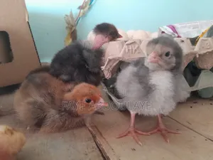 Poussins Guertogallus