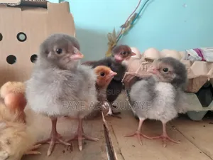 Poussins Guertogallus