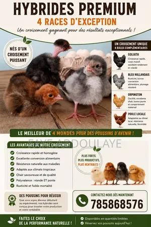Poussins Guertogallus