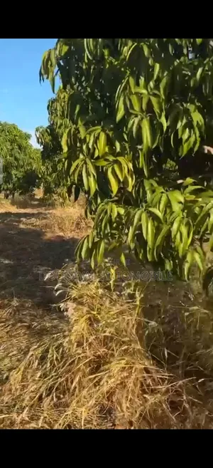 Ndofane Chapitres