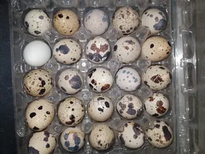 Oeufs De Caille