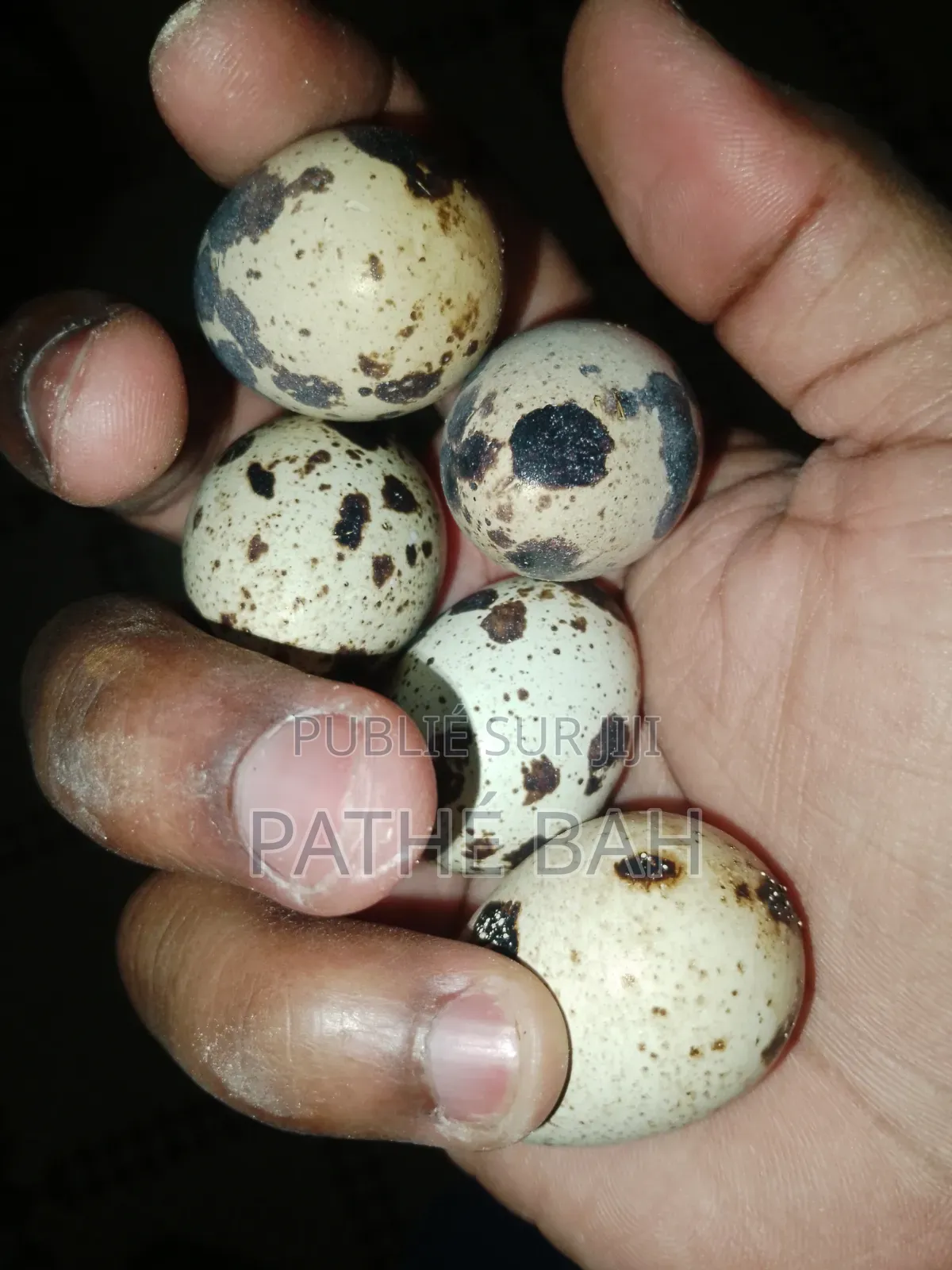 Oeufs De Caille