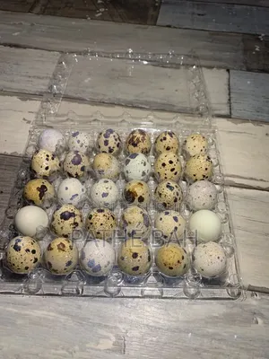 Oeufs De Caille
