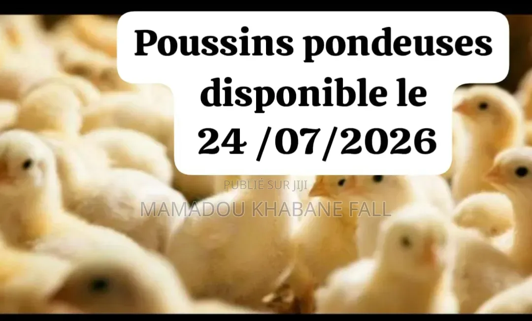 Poussins Pondeuses
