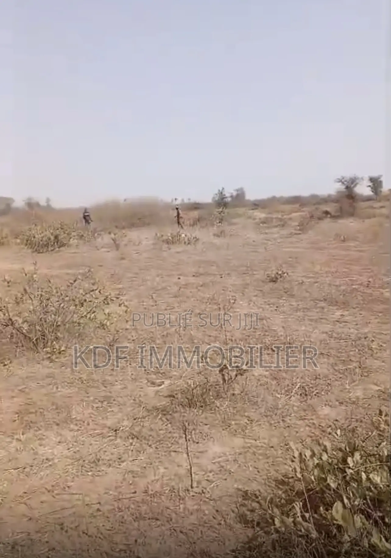 Vante Terrain Colobamtangor