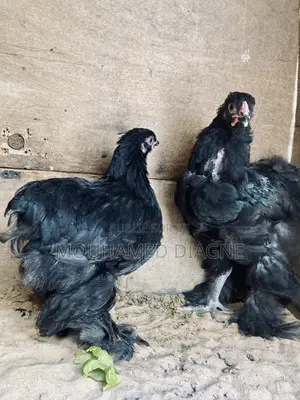 Couple De Brahmane Caillouté Porteur Noir Unique Inporté