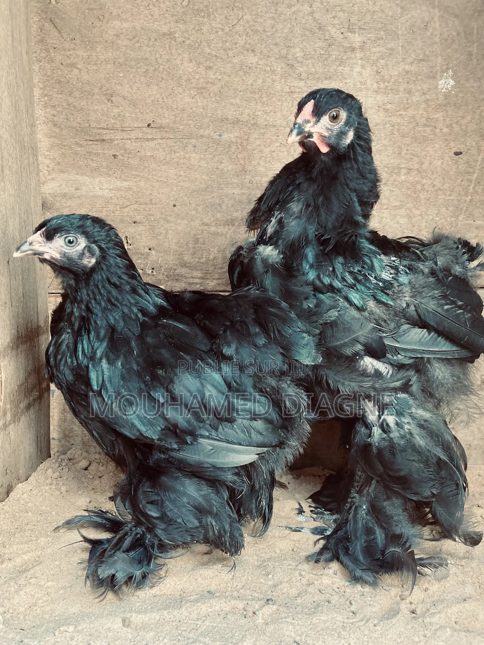Couple De Brahmane Caillouté Porteur Noir Unique Inporté