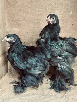 Couple De Brahmane Caillouté Porteur Noir Unique Inporté