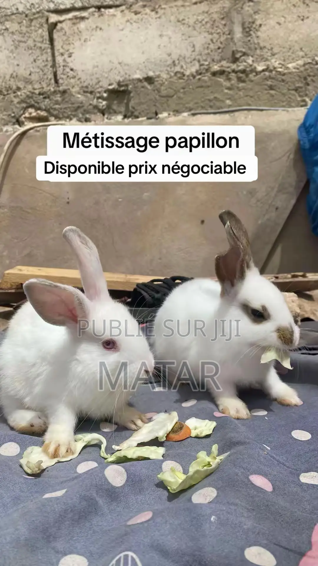 Lapin Métissage