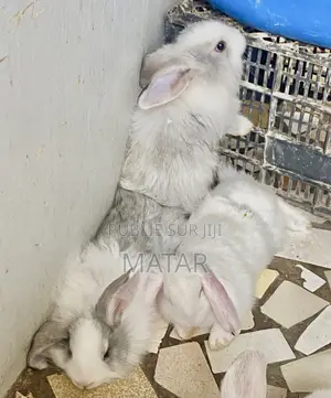 Lapin Métissage