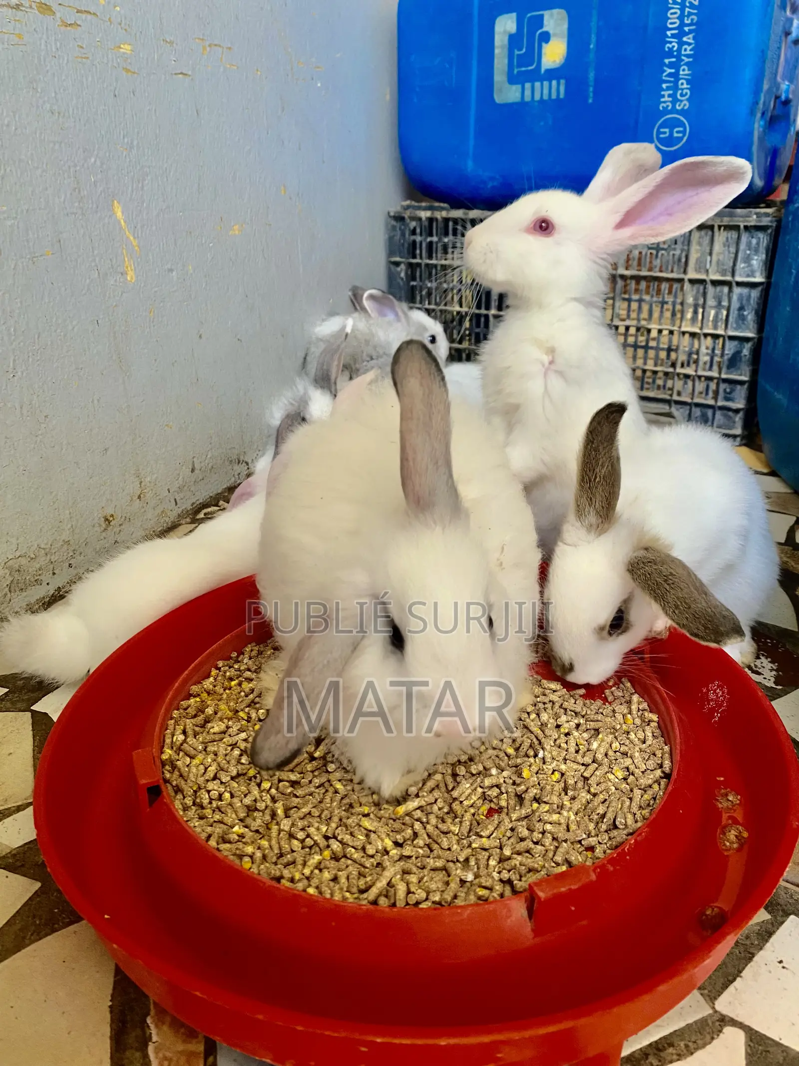 Lapin Métissage