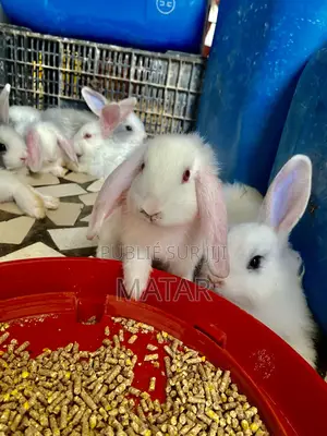 Lapin Métissage
