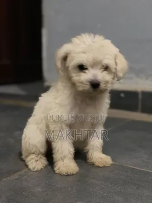 1-3 mois Femme Pure race Bichon Frise
