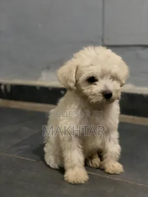1-3 mois Femme Pure race Bichon Frise