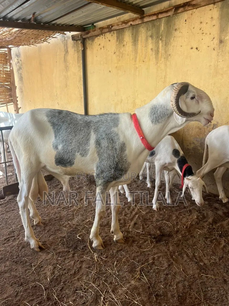 Mouton Bélier