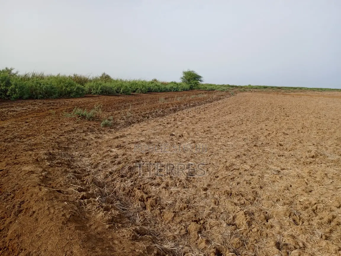 Terrain Agricole De 2 Hectares Vers Diama - Saint Louis