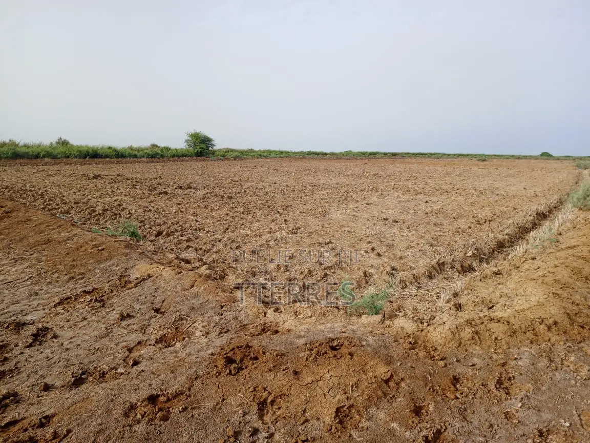 Terrain Agricole De 2 Hectares Vers Diama - Saint Louis