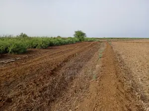 Terrain Agricole De 2 Hectares Vers Diama - Saint Louis