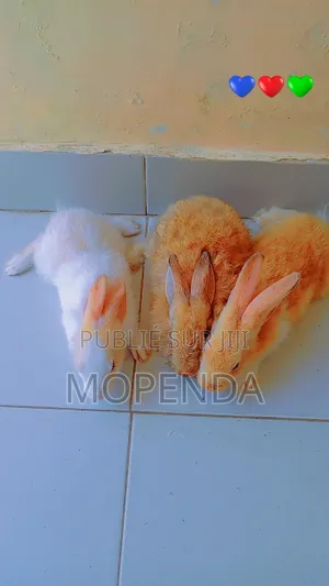 Lapin l'Angora
