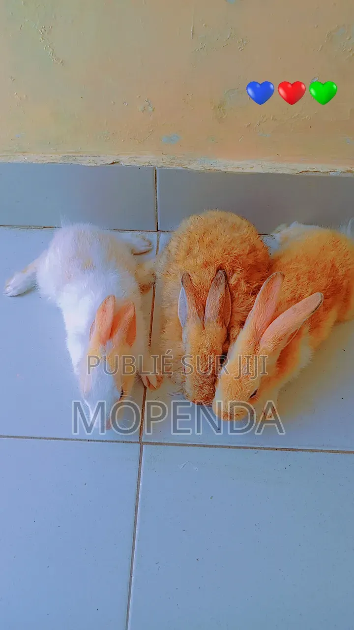 Lapin l'Angora