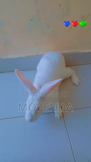 Lapin l'Angora