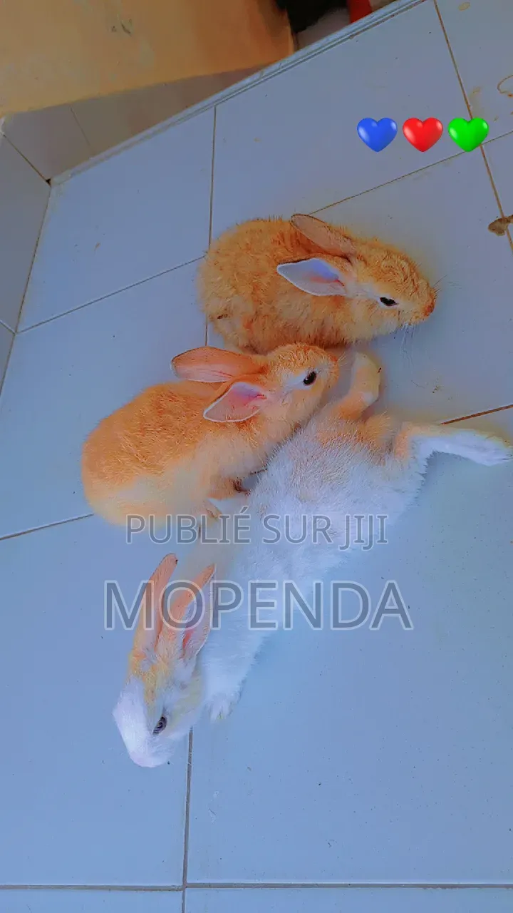Lapin l'Angora