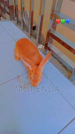 Lapin l'Angora