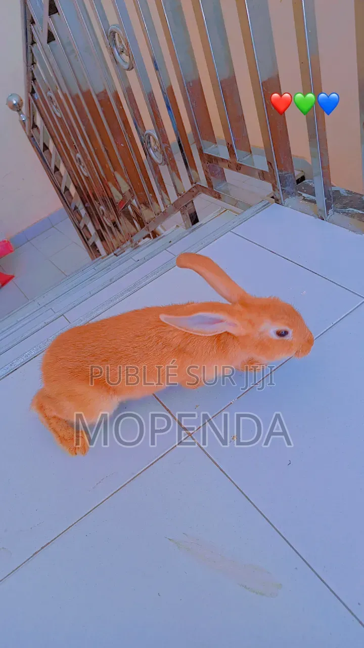 Lapin l'Angora