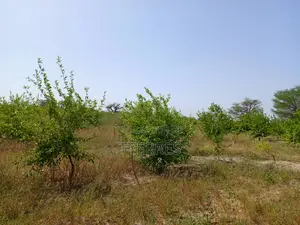 Exploitation Agricole De 3,56 Hectares Vers Thiénaba