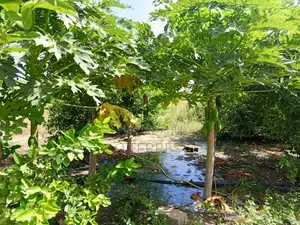 Exploitation Agricole De 3,56 Hectares Vers Thiénaba