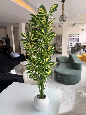 Fleur Grand Model 1m 20 De Longue 18000fr