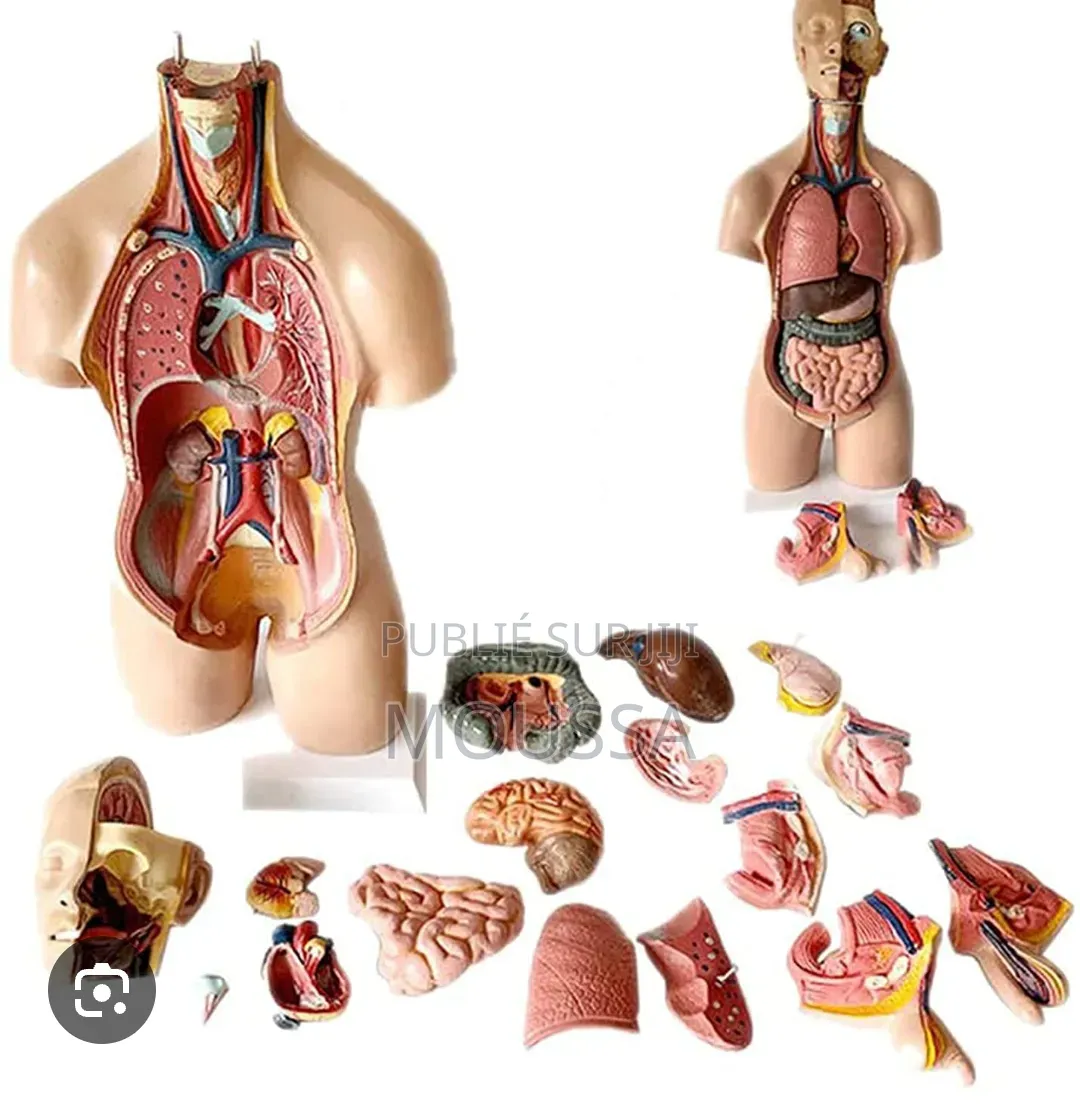 Bustre Anatomie